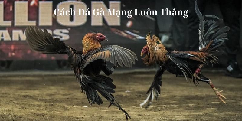 Việc thắng trong đá gà mạng cần nhiều yếu tố kết hợp